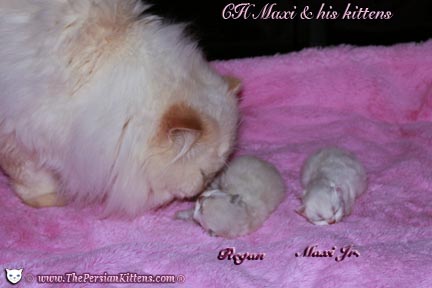 persian kittena and persian cats