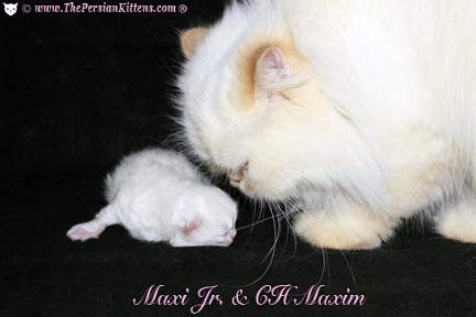 persian kitten