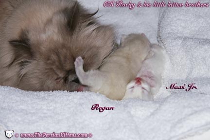 persian kitten