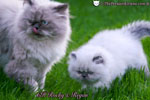 persian kittens