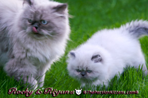 Persian Kittens Pictures