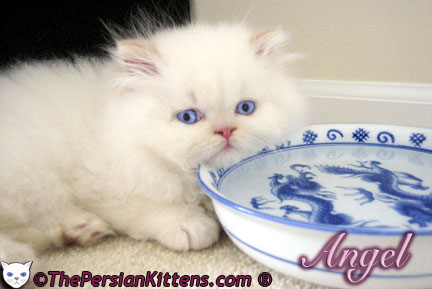 Pictures of Persian Kittens