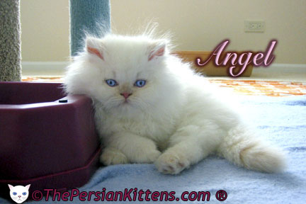 Pictures of Persian Kittens 2