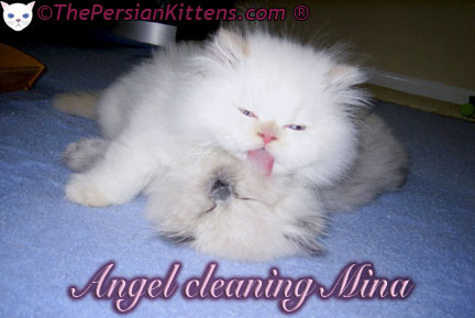 Persian Kittens Pictures