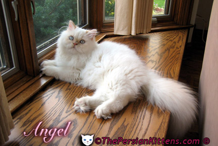 Persian Kittens Pictures of Mina at Christmas