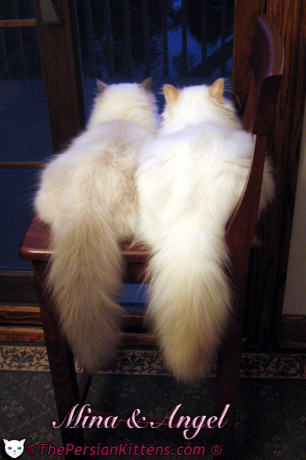 Persian Kittens Pictures of Angel