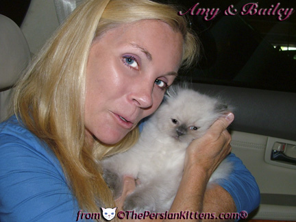 Pictures of White Persian Kittens