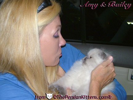 Pictures of Persian Kittens 2