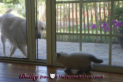 Persian Kittens with Puppies