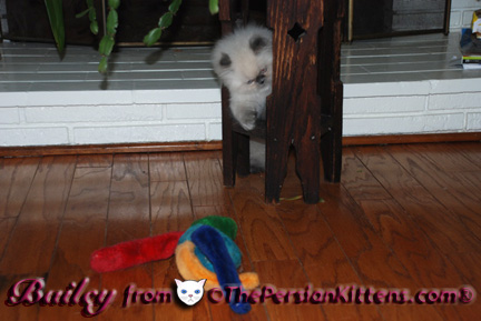 Persian Kittens Pictures