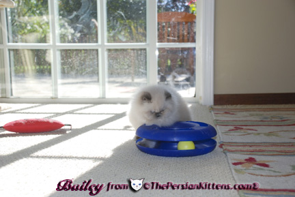 Pictures Persian Kittens Playing