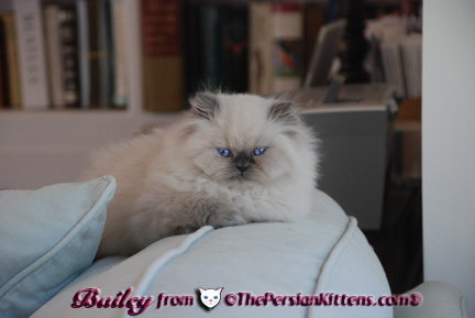 Persian Kittens Picture