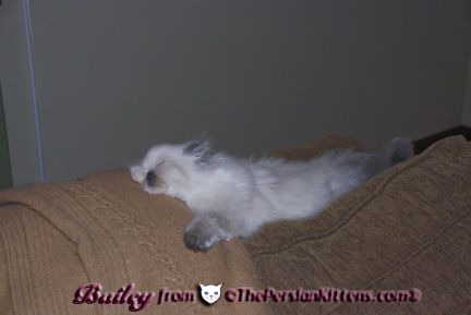 Persian Kittens Pictures