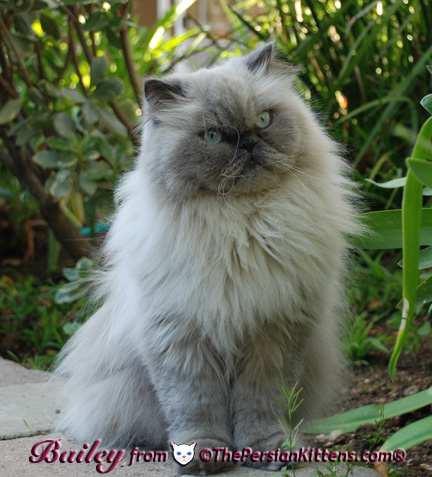 lilac persian kitten