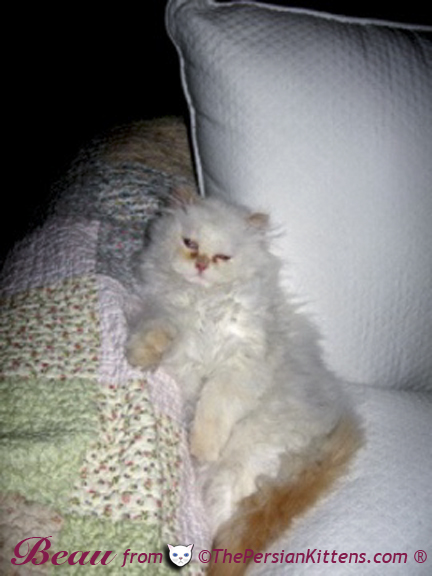 White Persian Kittens