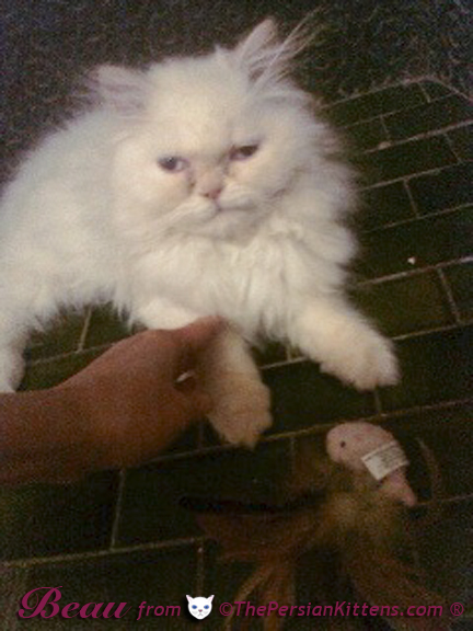 Persian Kittens with Puppies