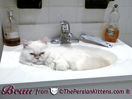 Persian Kittens Pictures