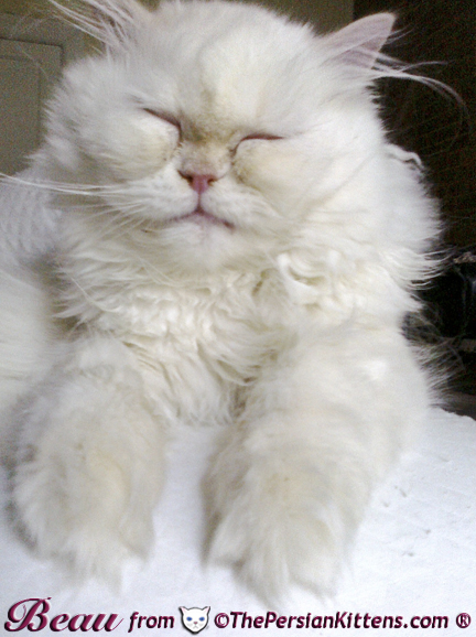 Pictures Persian Kittens Playing