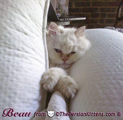 Persian Kittens Picture