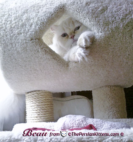 Pictures Persian Kittens Playing