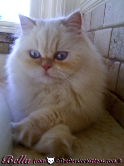 White Persian Kittens