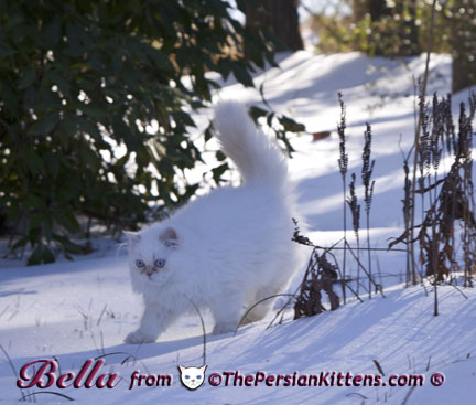 Persian Kittens