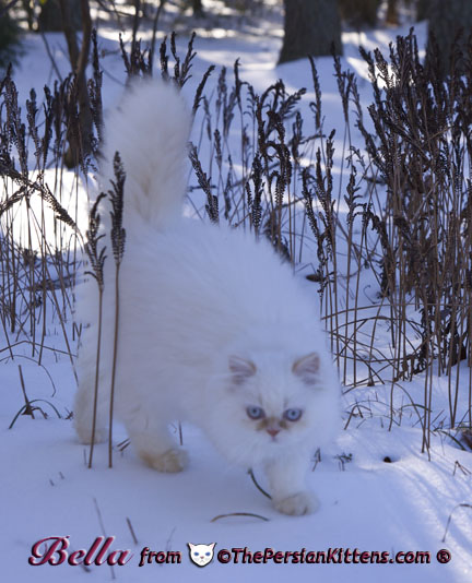 Persian Kittens Pictures