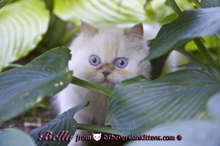 Pictures Persian Kittens