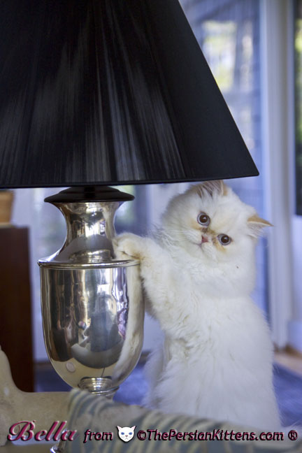 Persian Kitten