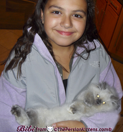 Pictures of White Persian Kittens