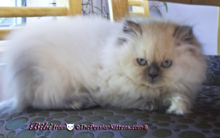 Pictures of Persian Kittens
