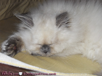 Persian Kittens Pictures