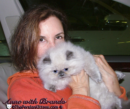 Persian Kitten