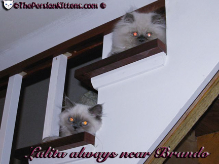 Persian Kittens Pictures