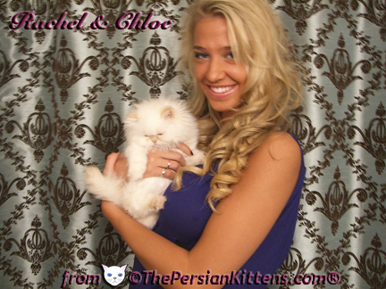 Pictures of White Persian Kittens
