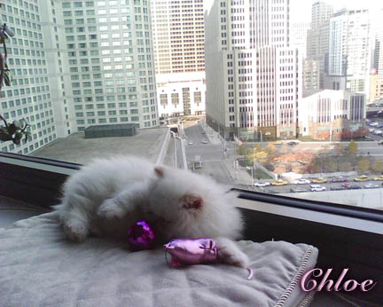 Pictures of Persian Kittens 2