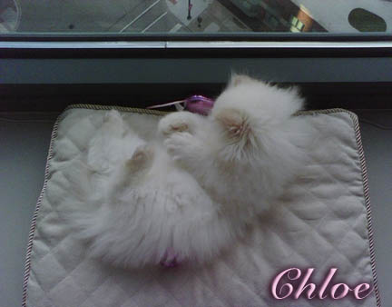 Persian Kittens Pictures