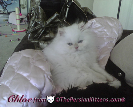 Pictures of White Persian Kittens