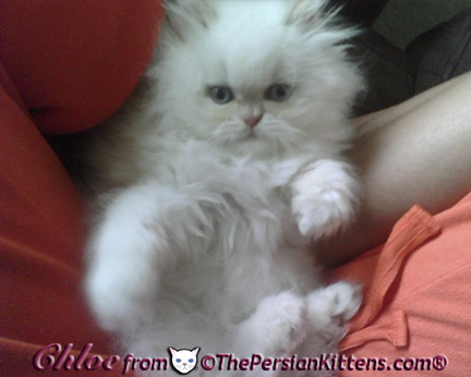 Pictures of Persian Kittens 2