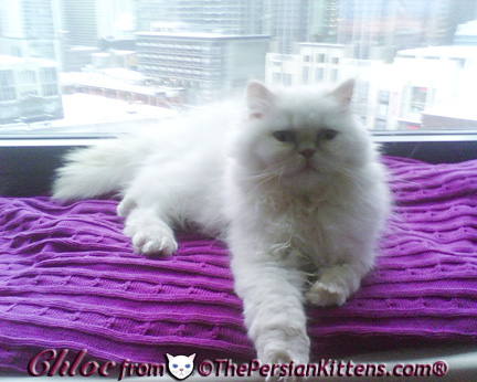 Picture of White Persian Kittens