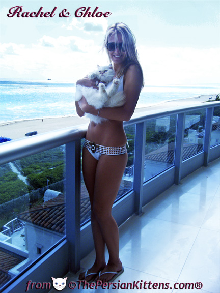 Cute Pictures of Persian Kittens at the beach