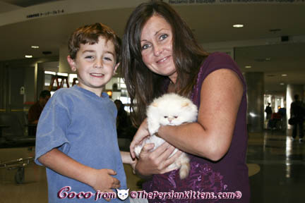 Pictures of White Persian Kittens