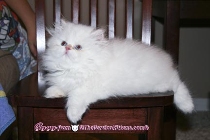 Pictures of Persian Kittens