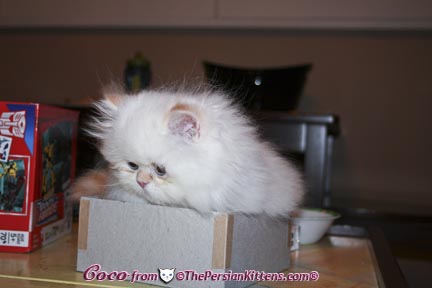 Pictures of Persian Kittens