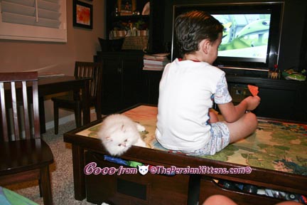 Pictures of Persian Kittens