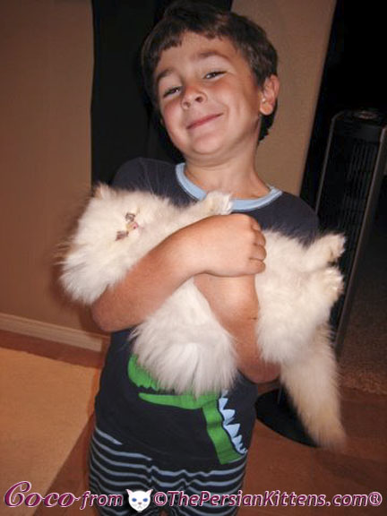 Pictures of White Persian Kittens