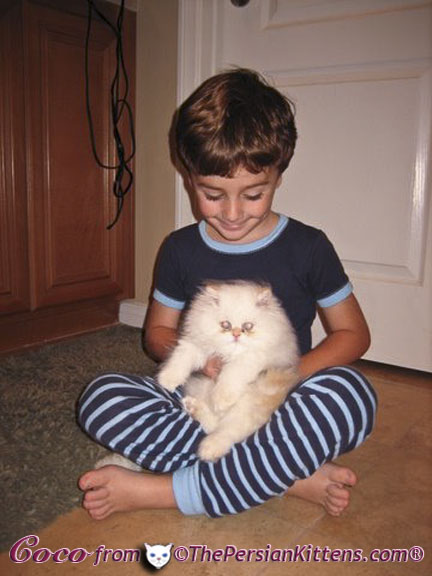 Pictures of Persian Kittens 2