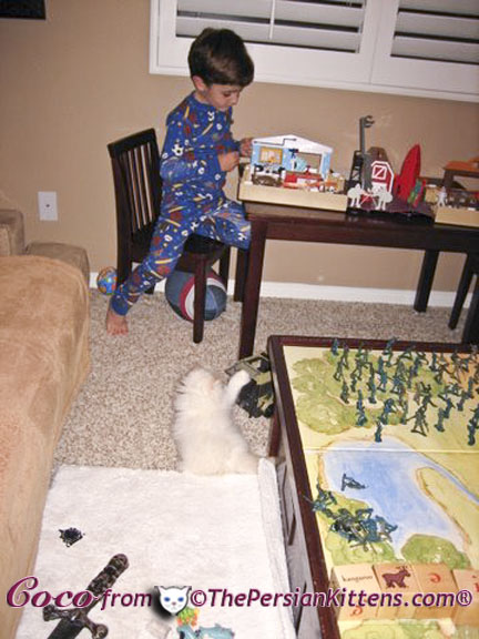 Pictures of Persian Kittens