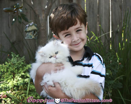 Pictures of White Persian Kittens