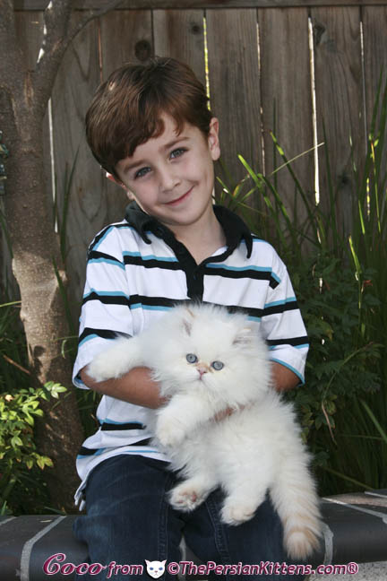 Pictures of Persian Kittens